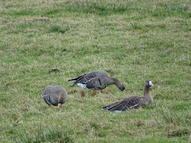 聯第一擊 聯第一擊